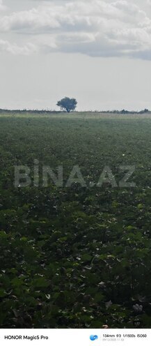 Satılır  torpaq 257 sot, photo 14 from 31