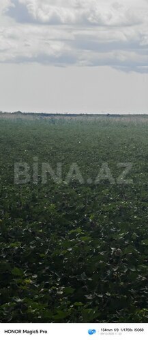 Satılır  torpaq 257 sot, photo 12 from 31