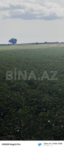 Satılır  torpaq 257 sot, photo 15 from 31