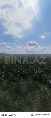 Satılır  torpaq 257 sot, photo 8 from 31