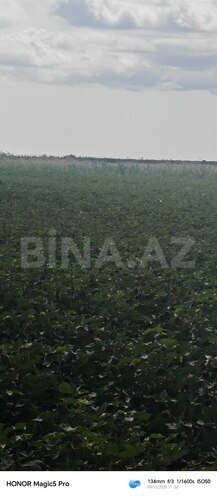 Satılır  torpaq 257 sot, photo 13 from 31