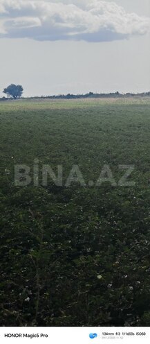 Satılır  torpaq 257 sot, photo 16 from 31