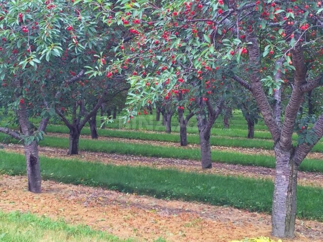 Продаётся  участок 150 сот, photo 6 from 8