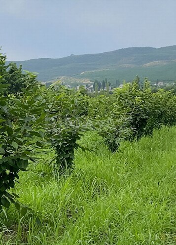 Продаётся  участок 150 сот, photo 3 from 8