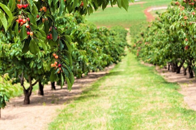 Продаётся  участок 150 сот, photo 7 from 8