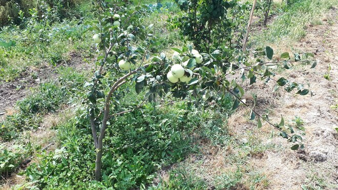 Satılır  obyekt 3 600 m², photo 10 from 21