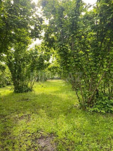 Satılır  torpaq 50 sot, photo 5 from 6