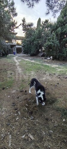 Satılır  torpaq 25 sot, Bilgəh q., photo 16 from 17