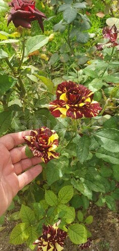 Продаётся 14-комн. дом/дача 400 м², пос. Мехтиабад, photo 17 from 18