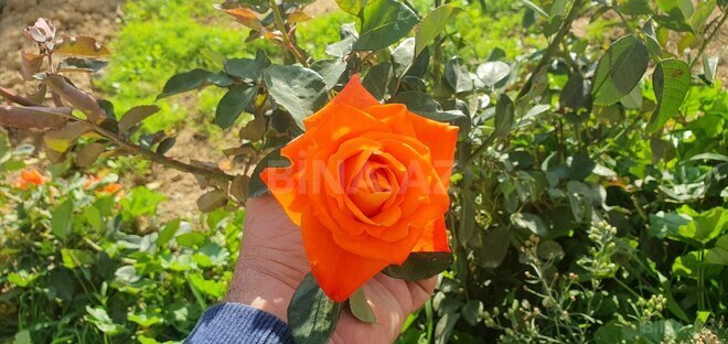 Продаётся 14-комн. дом/дача 400 м², пос. Мехтиабад, photo 16 from 18