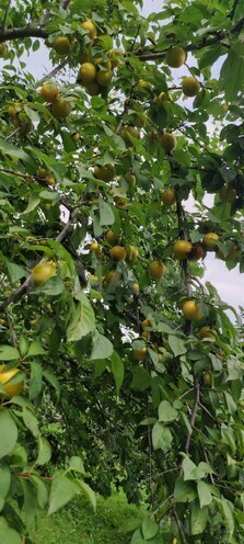 Satılır 4 otaqlı həyət evi/bağ evi 145 m², photo 29 from 32