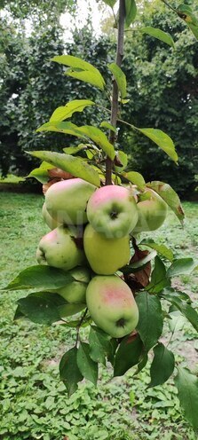 Satılır 4 otaqlı həyət evi/bağ evi 145 m², photo 11 from 32