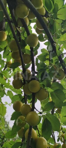 Satılır 4 otaqlı həyət evi/bağ evi 145 m², photo 28 from 32