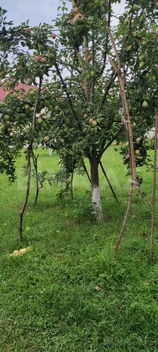 Satılır 4 otaqlı həyət evi/bağ evi 145 m², photo 31 from 32