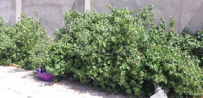 İcarəyə verilir 3 otaqlı həyət evi/bağ evi 100 m², Mərdəkan q., photo 3 from 16