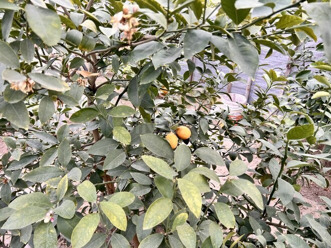 Продаётся 5-комн. дом/дача 200 м², пос. Кюрдаханы, photo 29 from 32