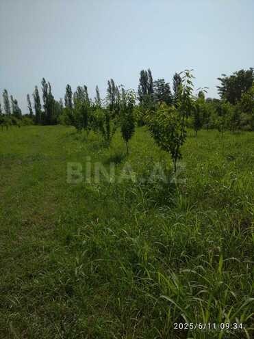 Satılır  torpaq 241 sot, Xaçmaz r., photo 3 from 9