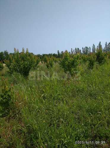 Satılır  torpaq 241 sot, Xaçmaz r., photo 4 from 9