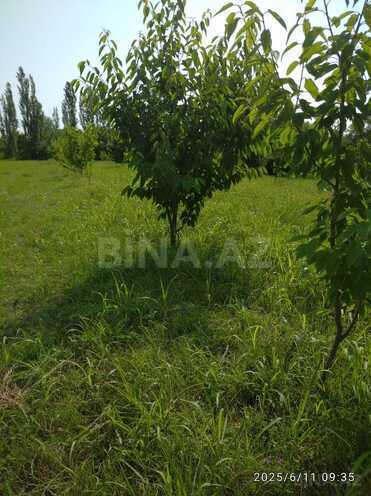 Satılır  torpaq 241 sot, Xaçmaz r., photo 6 from 9