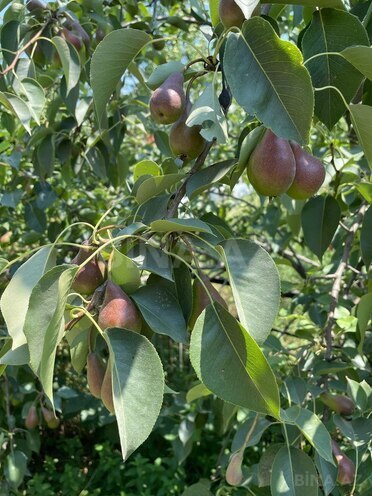 Продаётся 3-комн. дом/дача 77 м², photo 20 from 25