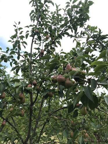 Продаётся 3-комн. дом/дача 77 м², photo 21 from 25