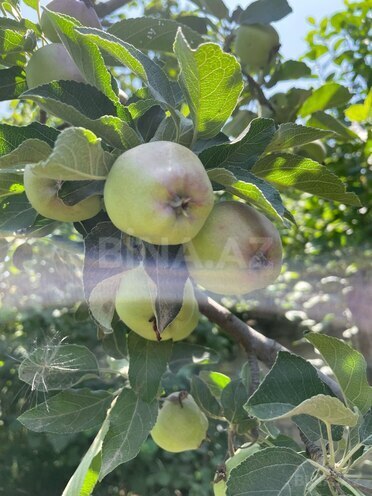 Продаётся 3-комн. дом/дача 77 м², photo 22 from 25