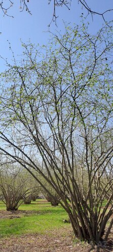 Satılır  torpaq 219 sot, photo 7 from 13