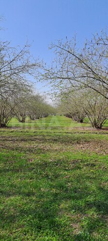 Satılır  torpaq 219 sot, photo 5 from 13