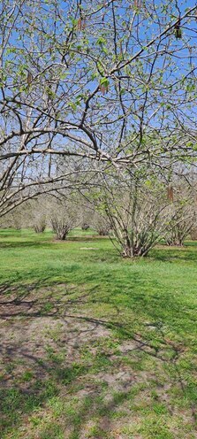 Satılır  torpaq 219 sot, photo 6 from 13