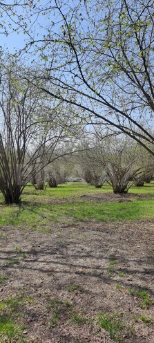 Satılır  torpaq 219 sot, photo 4 from 13