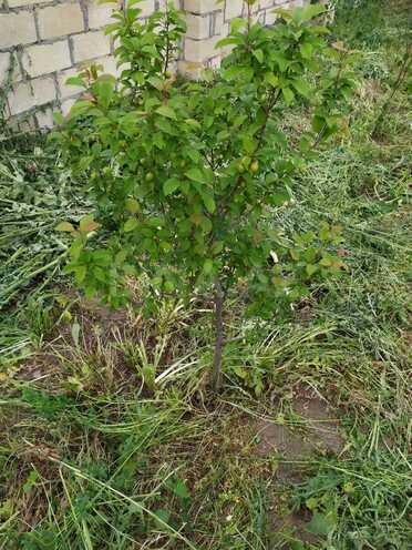 Satılır  torpaq 40 sot, photo 7 from 26