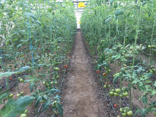 Satılır  obyekt 1 500 m², Türkan q., photo 8 from 27