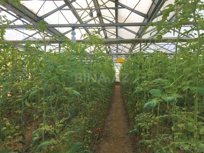 Satılır  obyekt 1 500 m², Türkan q., photo 9 from 27