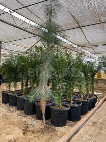 Satılır  obyekt 1 500 m², Türkan q., photo 10 from 27