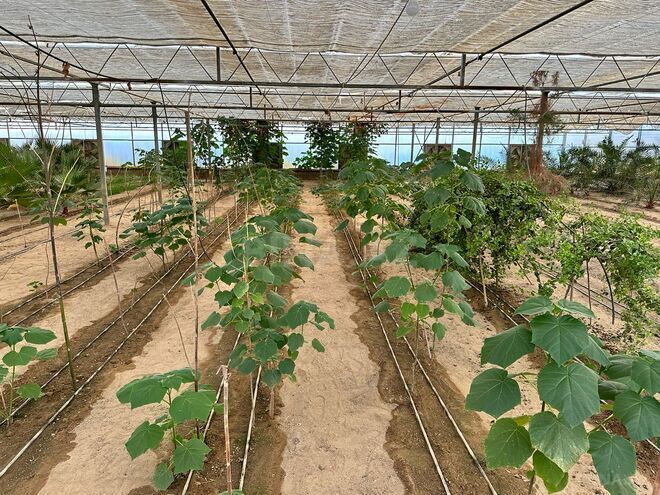 Satılır  obyekt 1 500 m², Türkan q., photo 14 from 27