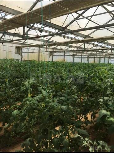 Satılır  obyekt 1 500 m², Türkan q., photo 24 from 27