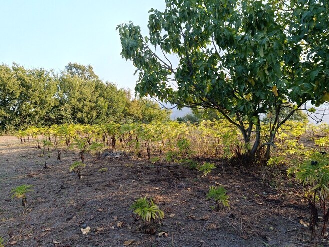 Satılır 2 otaqlı həyət evi/bağ evi 130 m², photo 29 from 30