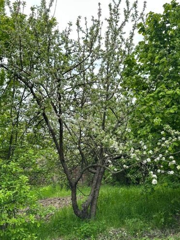 Satılır  torpaq 31 sot, photo 9 from 10