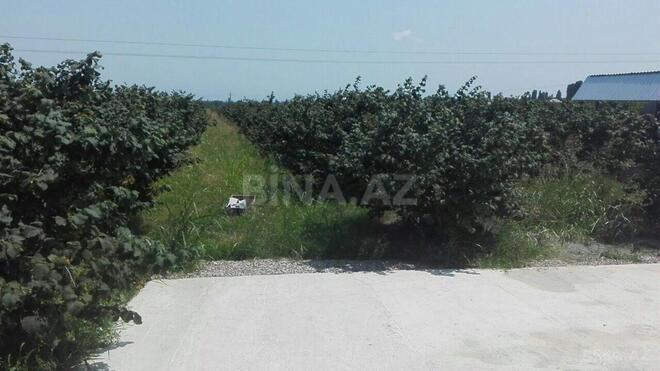 Сдаётся  участок 1.5 сот, Хачмазский р., photo 28 from 29