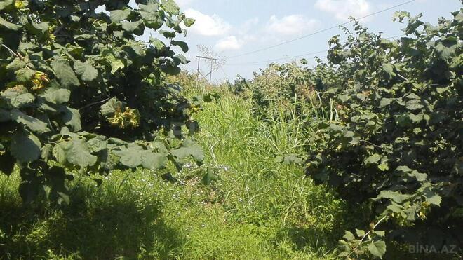 Сдаётся  участок 1.5 сот, Хачмазский р., photo 27 from 29