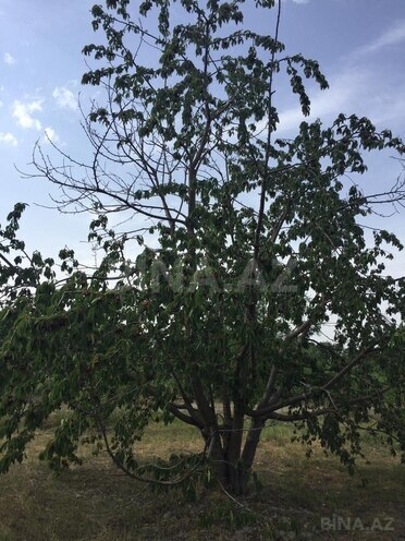 Satılır  torpaq 69 sot, Xaçmaz r., photo 4 from 14