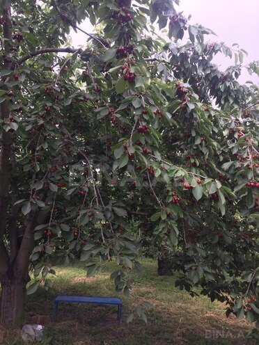 Satılır  torpaq 69 sot, Xaçmaz r., photo 11 from 14