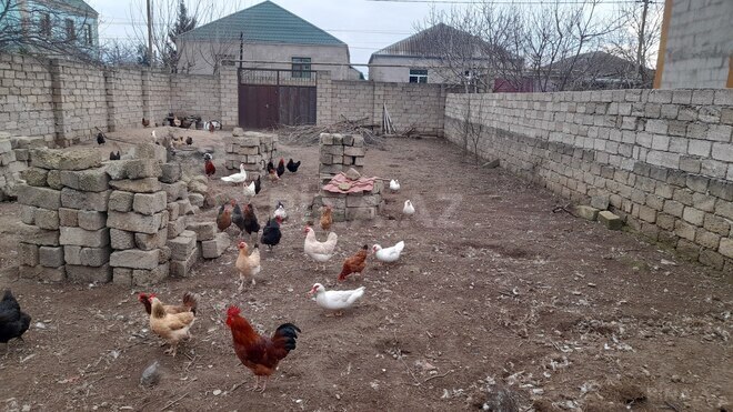 Satılır  torpaq 3 sot, Yeni Ramana q., photo 5 from 8