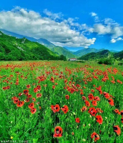 Satılır  torpaq 12 sot, photo 5 from 12