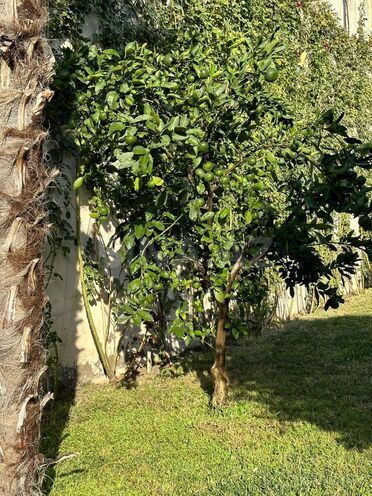 İcarəyə verilir 15 otaqlı həyət evi/bağ evi 800 m², Badamdar q., photo 29 from 30