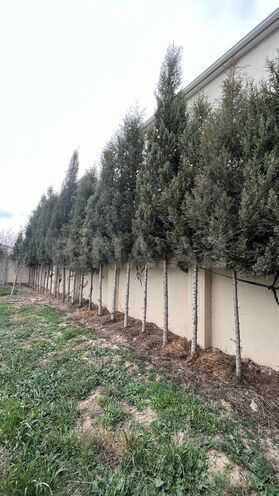 Satılır  torpaq 6 sot, Ceyranbatan q., photo 3 from 8