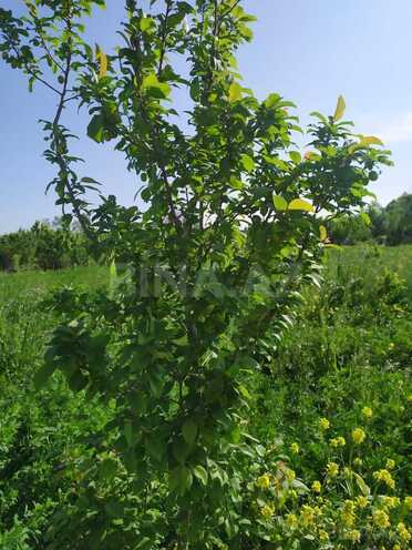 Satılır  torpaq 40 sot, photo 8 from 31