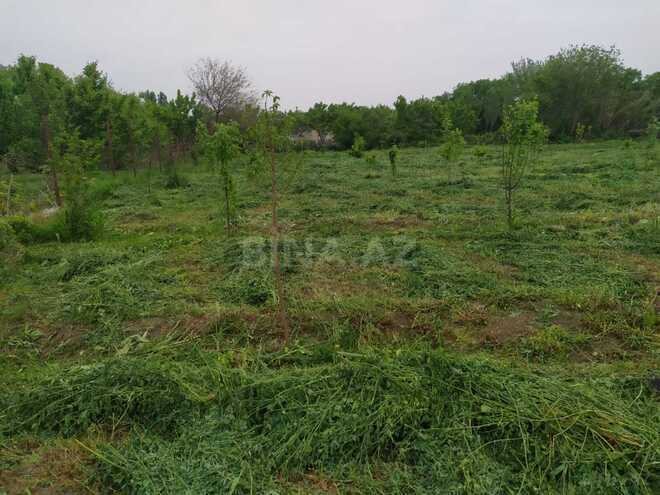 Satılır  torpaq 40 sot, photo 4 from 31