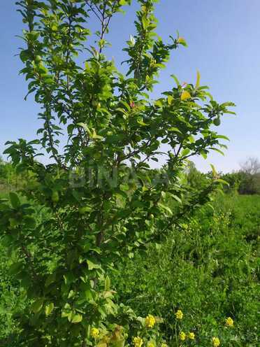 Satılır  torpaq 40 sot, photo 5 from 31