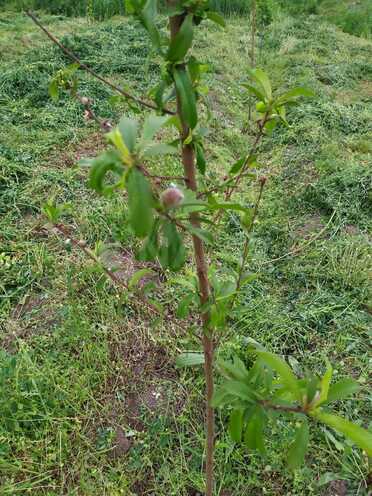 Satılır  torpaq 40 sot, photo 9 from 31